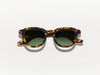 Dahven Polychrome Tortoise